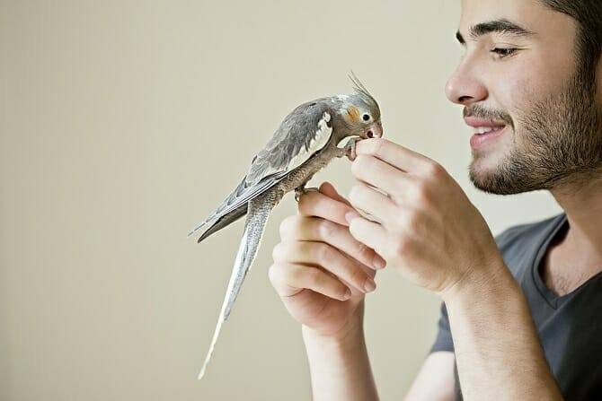 tiertrainer ausbildung mann spielt mit seinem sittich in der wohnung Tiertrainer Ausbildung - Mann spielt mit seinem Sittich in der Wohnung