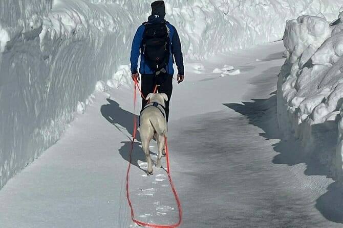 sportwissenschaften hund ausbildung hund und mann auf gletscherwanderung Sportwissenschaften Hund Ausbildung - Hund und Mann auf Gletscherwanderung