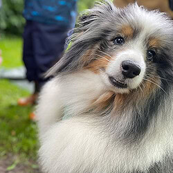ATN Therapiebegleithundetrainer Ausbildung - Hund im Vordergrund, schaut zur Kamera, im Hintergrund Menschenbeine ATN Therapiebegleithundetrainer Ausbildung - Hund im Vordergrund, schaut zur Kamera, im Hintergrund Menschenbeine