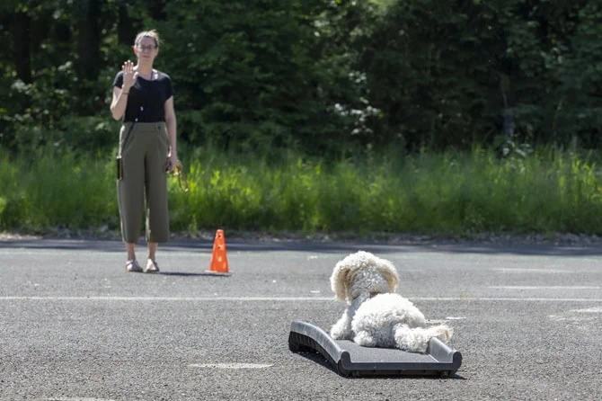 ATN Akademie Hundetrainer Ausbildung - Hundetrainerin mit kleinem, weißen Hund auf Targetmatte