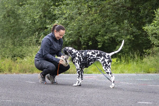 ATN Akademie Hundetrainer Ausbildung - Hundetrainerin mit Dalmatiner und Futterbeutel