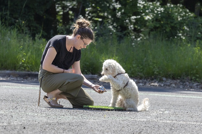 ATN Akademie Hundetrainer Ausbildung - Hundetrainerin mit kleinem weißem Hund und Kliingel