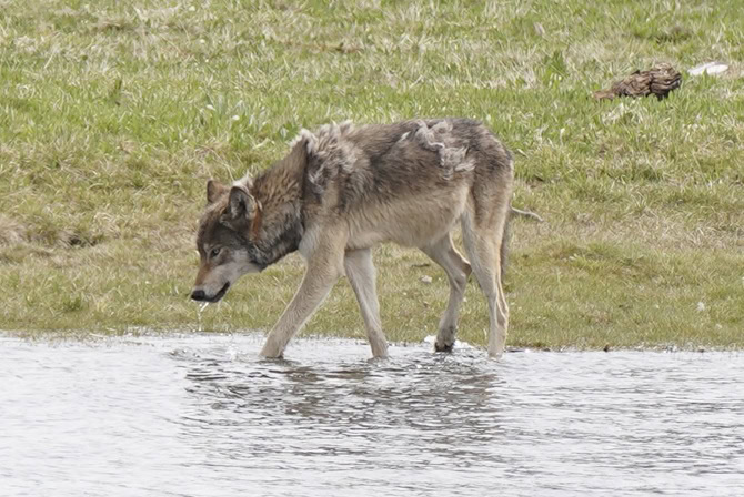 ATN Studienreise Wölfe in Yellowstone 2025 - Wolf nimmt Wasser auf