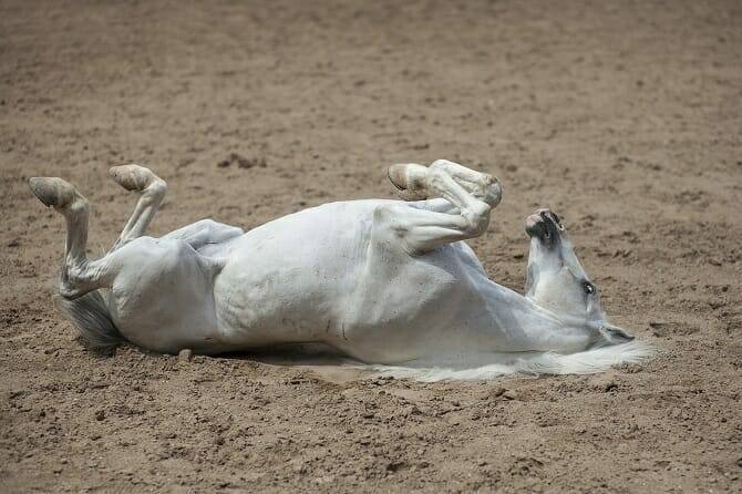 Pferdeverhaltenstrainer Ausbildung ATN - Schimmel wälzt sich im Sand