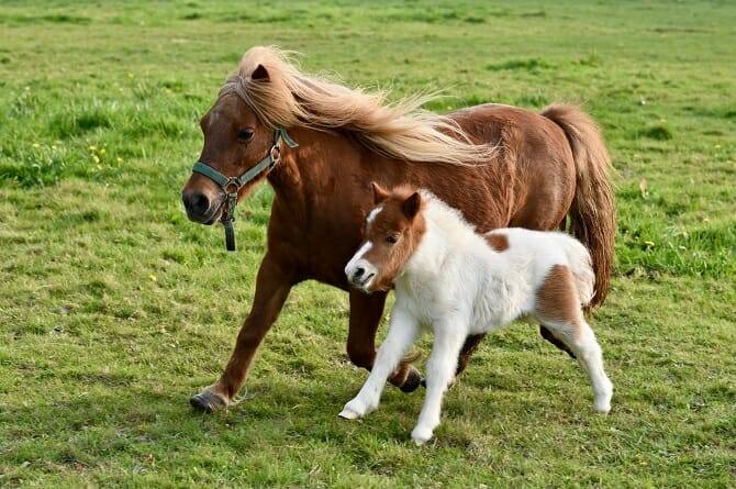 Pferdeverhaltenstrainer Ausbildung ATN - Shetlandpony trabt mit Fohlen über die Weide