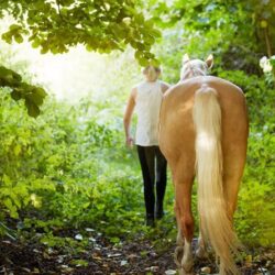 Pferdeverhaltenstrainer Ausbildung an der ATN Akademie - Frau geht mit Pferd im Wald spazieren Pferdeverhaltenstrainer Ausbildung an der ATN Akademie - Frau geht mit Pferd im Wald spazieren