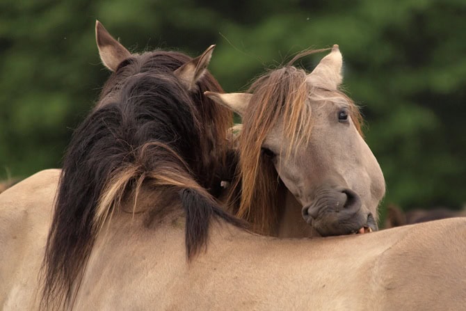 Pferdeverhaltenstrainer Ausbildung an der ATN Akademie - Zwei Dülmener Wildpferde Pferde beim Widerrist kraulen
