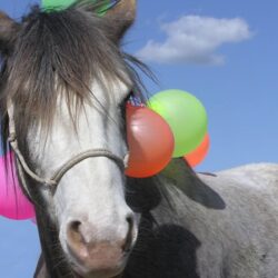 Pferdeverhaltenstrainer Ausbildung an der ATN Akademie - Pferd mit Luftballons im Gelassenheitstraining Pferdeverhaltenstrainer Ausbildung an der ATN Akademie - Pferd mit Luftballons im Gelassenheitstraining
