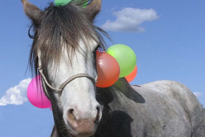 Pferdeverhaltenstrainer Ausbildung an der ATN Akademie - Pferd mit Luftballons im Gelassenheitstraining