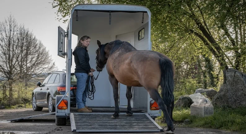 Magazinartikel Verladen - Pferd wird verladen. Pferd vor Anhänger