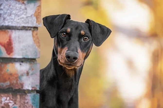 Schwarzbrauner Hund schaut neugierig hinter Steinmauer hervor