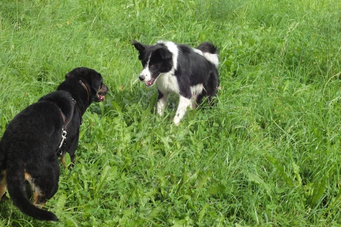 Hundebegegnung zweier mittegroßer Hunde auf grüner wiese. Sie stehen sich gegenüber.