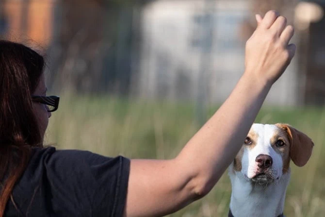 Hundetrainer Ausbildung Berufsbild - Frau gibt Hund Kommando
