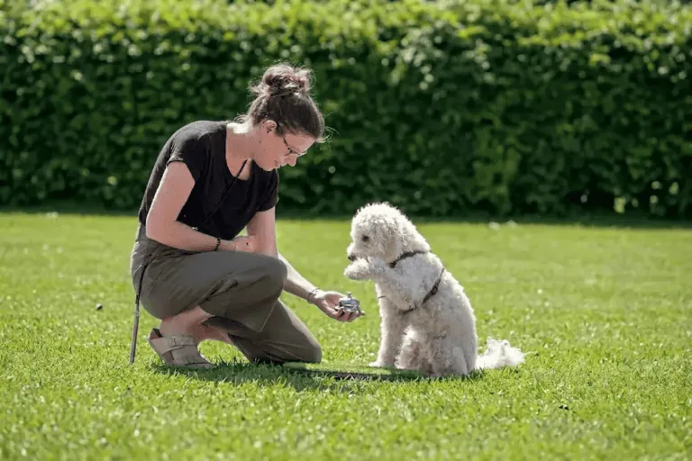 Weißer Hund übt Pfote geben mit Hundetrainerin auf Wiese vor einer hecke.