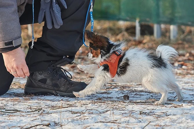 Dreifarbiger Chihuahua mit rotem Hundegeschirr im Hundetraining auf schneebedecktem Boden mit Hundetrainerin