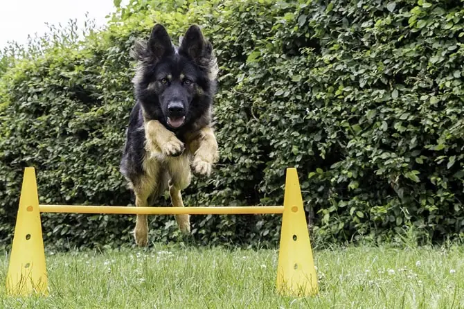 Schäferhund trainiert Sprung über Cavaletti auf Wiese vor einer Hecke
