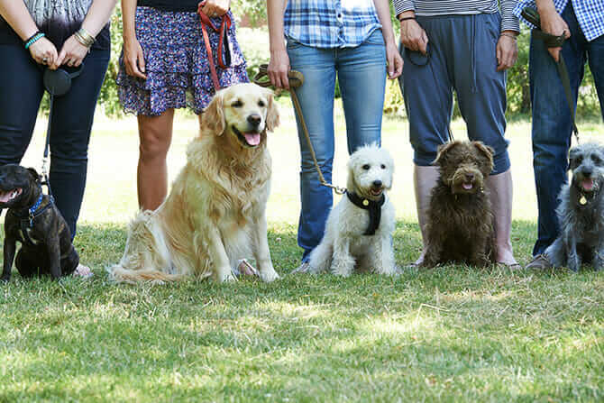 Hundetrainer Ausbildung - Gruppe verschiedener Hunde beim Hundetraining
