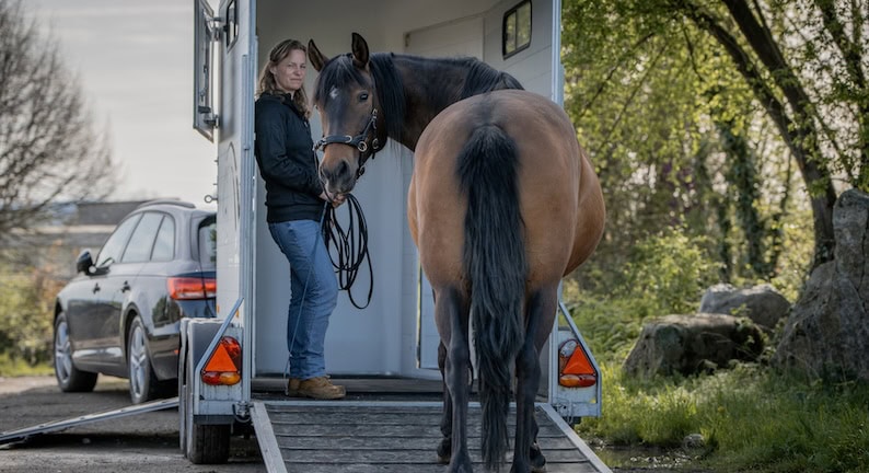 Pferd wird verladen, Pferdeanhänger, Pferd