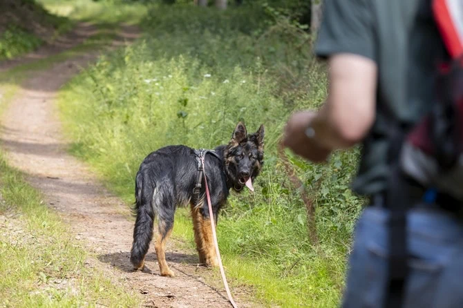 Schäferhund an langer Leine auf Waldweg mit Hundetrainer im Hintergrund