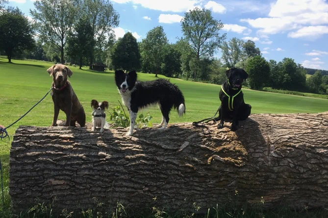 Vier Hunde unterschiedlicher Rasse und Größe im Hundetraining auf einem Baumstamm auf einer grünen Wiese