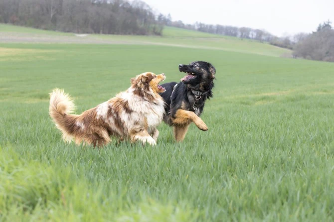 Braunweißer und schwarzbrauner Hund spielen und raufen auf grüner Wiese vor einem Wald