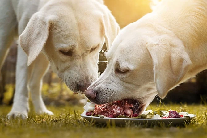 ATN Ausbildung Hundeernährungsberatung inkl. Katzenernährung
