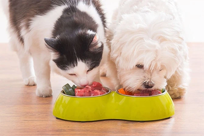 ATN Ausbildung Hundeernährungsberatung inkl. Katzenernährung