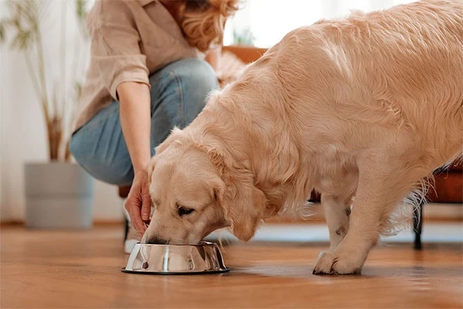 ATN Ausbildung Hundeernährungsberatung inkl. Katzenernährung